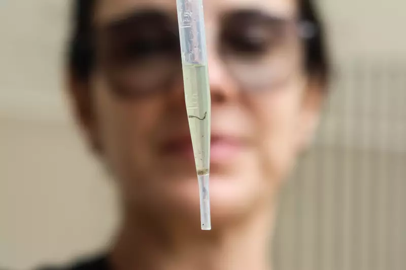 Idoso de 74 anos morre vítima de dengue em Santa Branca, SP: saiba como se proteger
