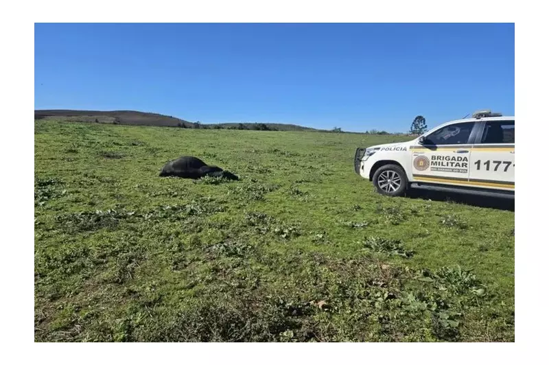 Idoso de 80 anos morre após ataque de touro no interior do RS: tragédia no campo