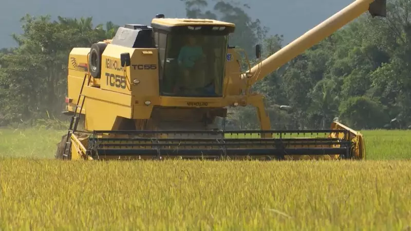 Importações de arroz disparam 26% em maio e superam exportações: entenda o impacto