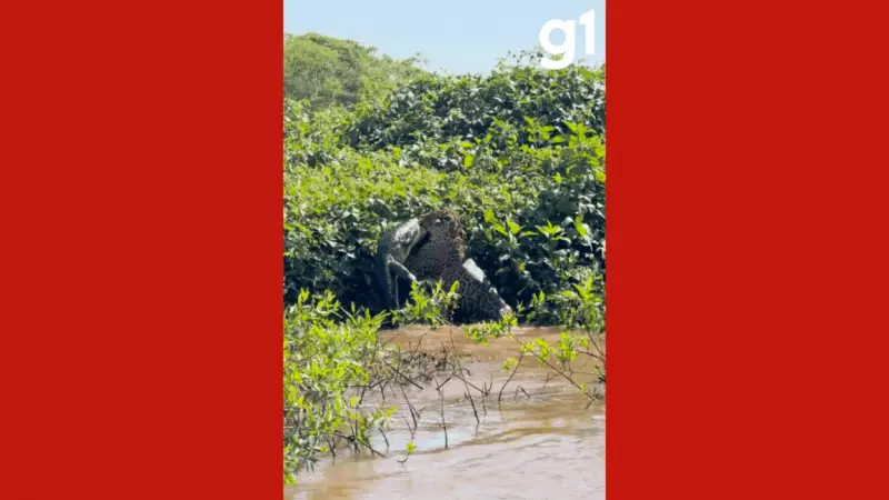 Incrível batalha subaquática: Onça surpreende jacaré durante caçada no Pantanal de MT