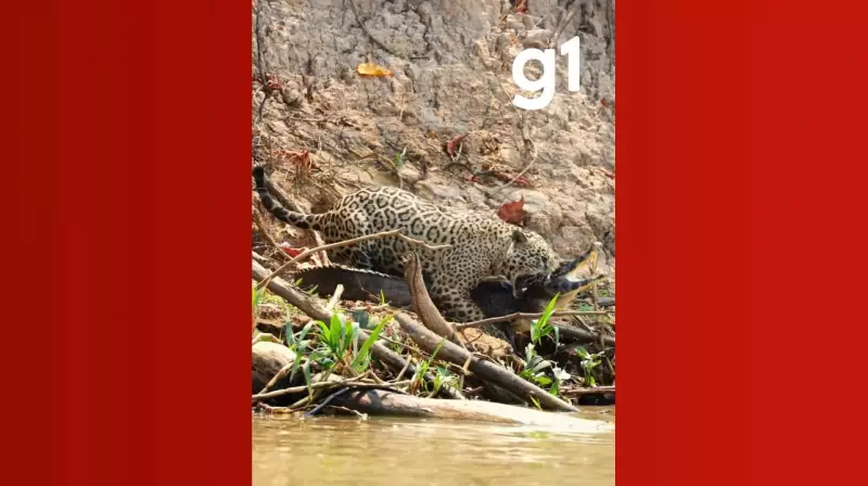 Incrível cena no Pantanal: jacaré tenta escapar de ataque de onça-pintada em MT
