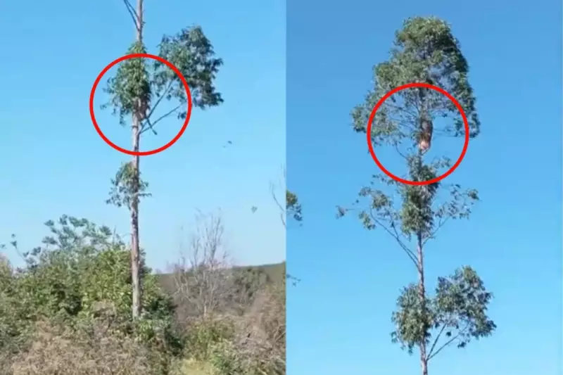 Incrível! Onça-pintada escala árvore de eucalipto em MS para caçar presa — veja o vídeo