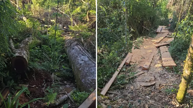 Indígenas são presos no PR por corte ilegal de árvores ameaçadas de extinção para comércio clandestino