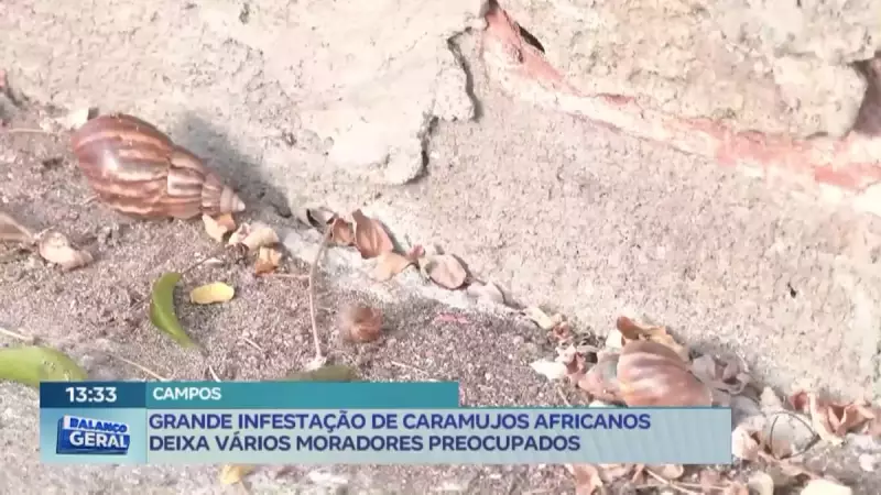Infestação de caramujos africanos assusta moradores no interior do RJ: saiba os riscos