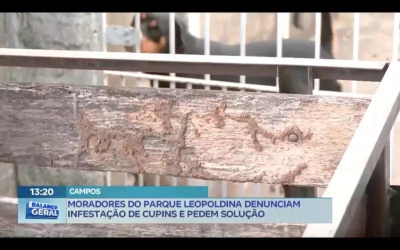Infestação de cupins assola Parque Leopoldina: moradores exigem solução urgente
