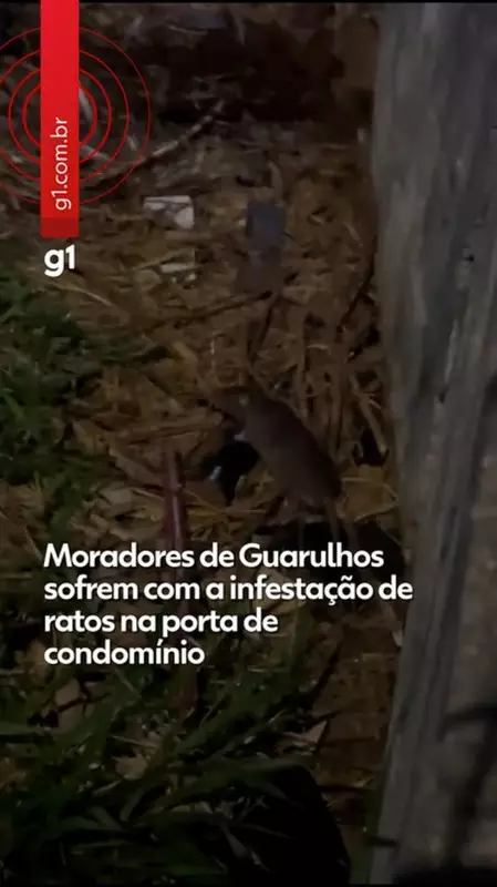 Infestação de ratos aterroriza condomínio em Guarulhos há seis meses; veja vídeo