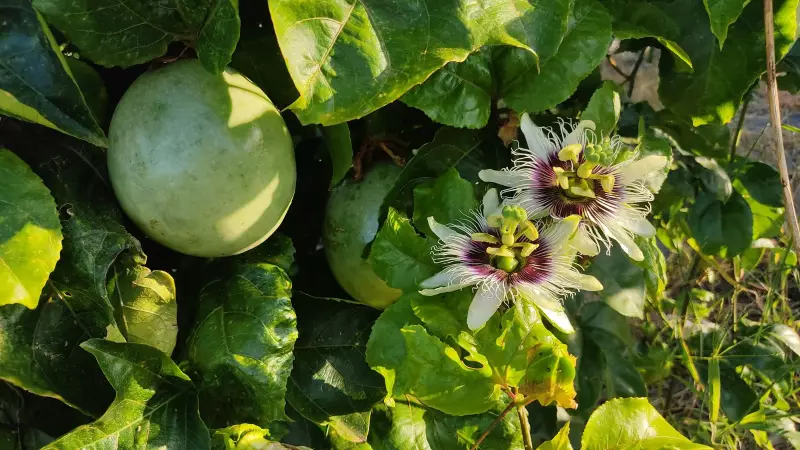 Inovação na Fruticultura: Como a Cultura de Inovação Pode Transformar a Gestão no Vale do São Francisco