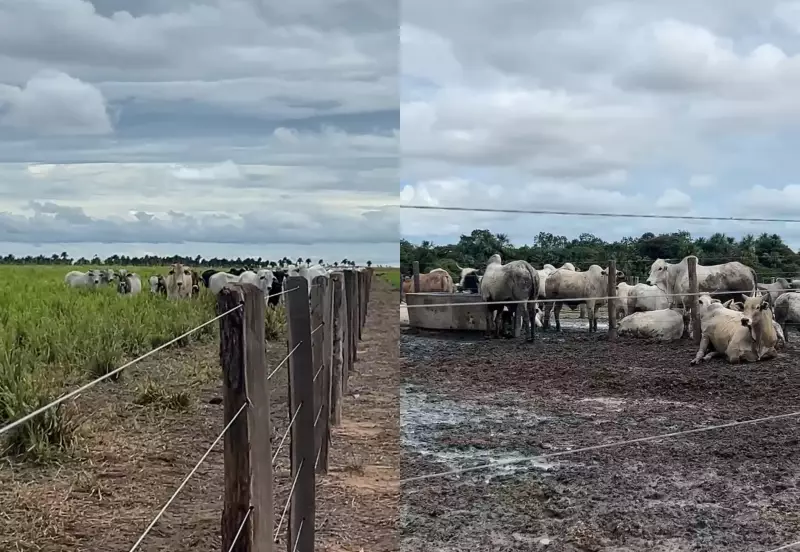 Integração Lavoura-Pecuária: Como Produtores de Roraima Garantem Renda o Ano Todo