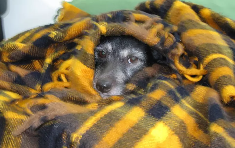 Inverno chegando: dicas essenciais para proteger seu cachorro do frio