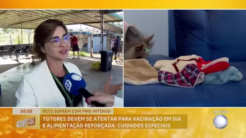 Inverno exige cuidados especiais: veja como proteger seu pet de resfriados e doenças