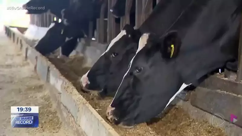 Inverno gaúcho: os desafios da produção de leite e as preocupações do setor