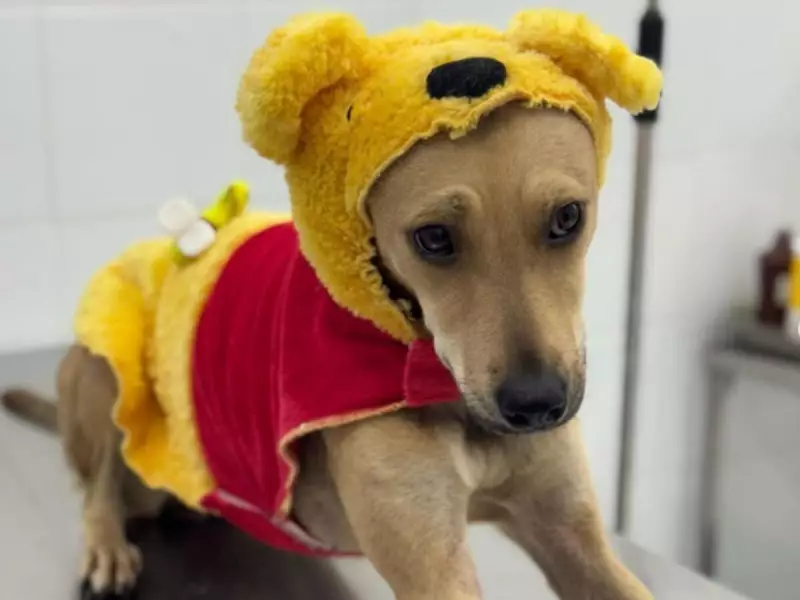 Inverno rigoroso: como proteger seu pet do frio com dicas essenciais