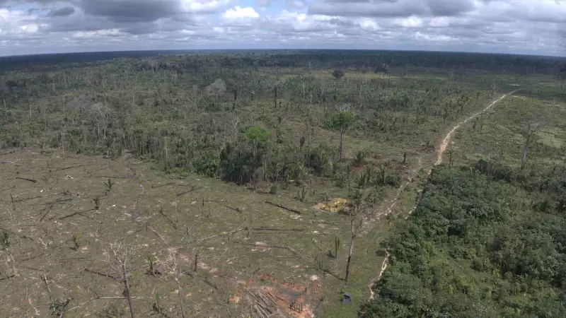 IPAAM aplica multa de R$ 5,4 milhões por desmatamento ilegal em área protegida no Amazonas