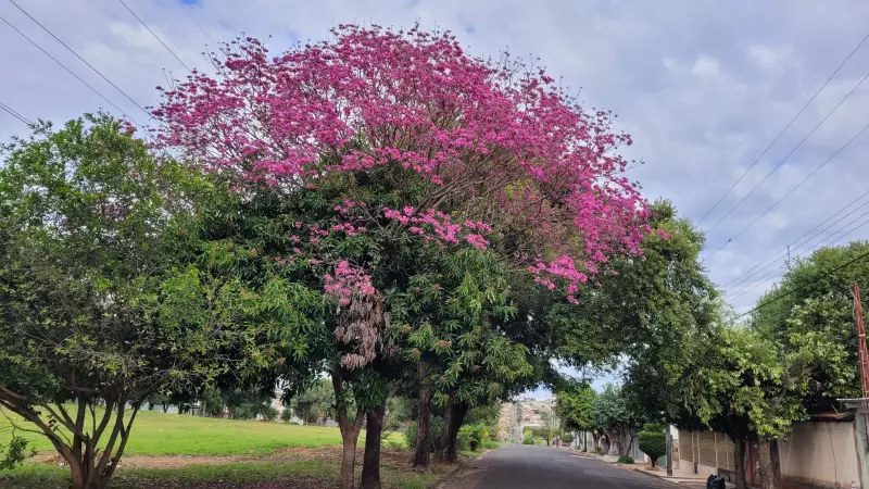 Ipês em flor transformam ruas do interior de SP em espetáculo de cores; saiba mais sobre a espécie