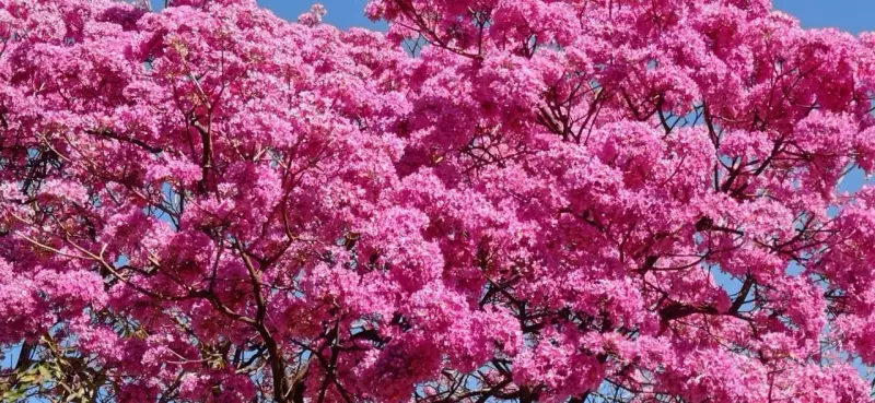 Ipês florescem no inverno: descubra os segredos da árvore que colore o interior de São Paulo