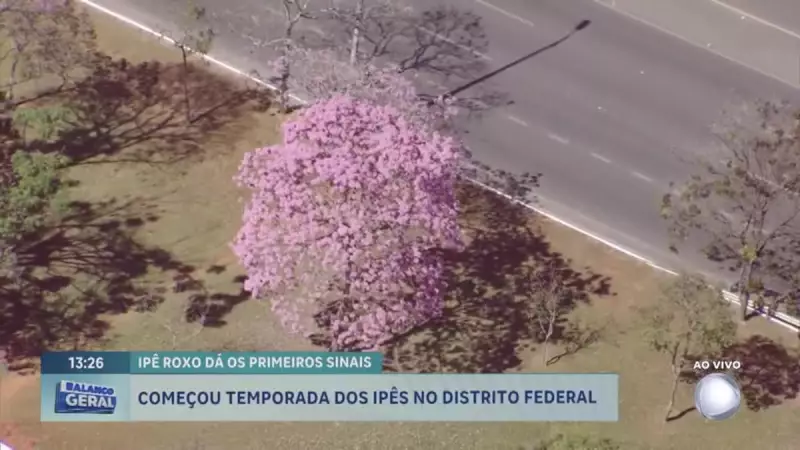 Ipês roxos transformam Brasília em um espetáculo de cores: mais de 270 mil árvores em floração