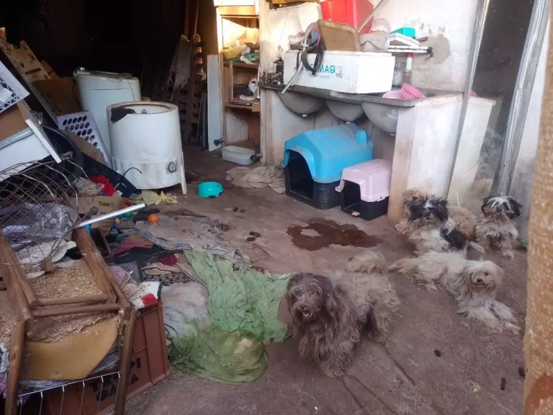 Irmã de prefeito de Dourados é presa por maus-tratos a oito cães: vídeo choca
