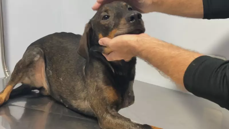 Itapetininga registra mais de 160 denúncias de maus-tratos a animais em 2025