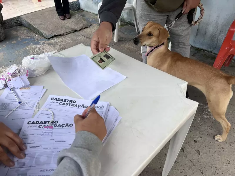 Itapeva oferece 200 vagas para castração gratuita de pets: saiba como agendar