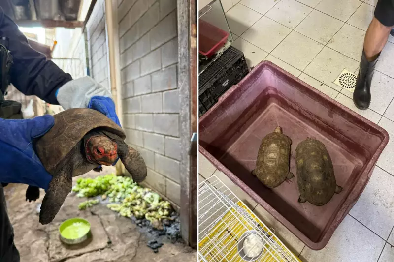 Jabutis resgatados em cativeiro irregular no litoral de SP: veja detalhes