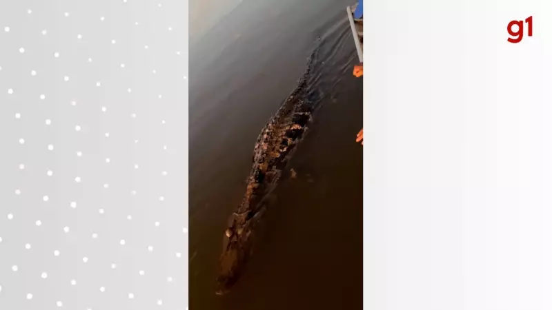 Jacaré ataca canoa no Rio Araguaia após ser cutucado por estudante que achou que estava morto