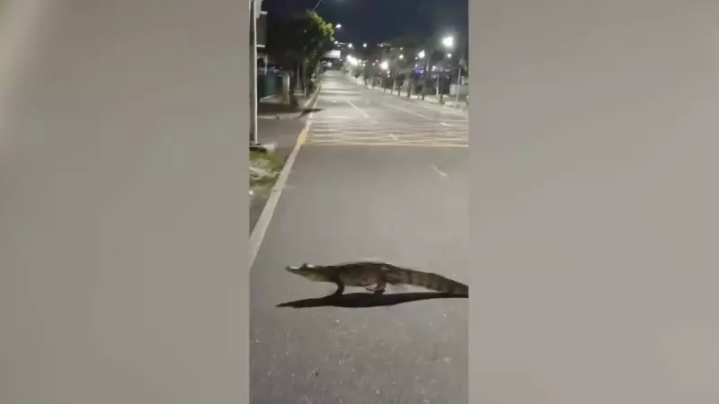 Jacaré é flagrado atravessando avenida movimentada em Manaus — assista ao vídeo impressionante!