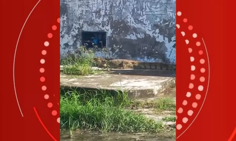 Jacaré é flagrado caminhando pelas ruas de Feira de Santana; veja o vídeo!