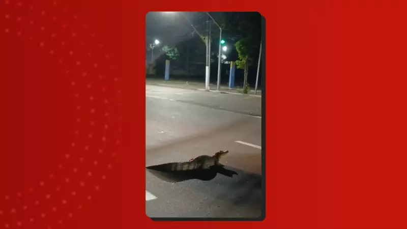 Jacaré é flagrado tentando atravessar avenida movimentada em Manaus; veja o vídeo!