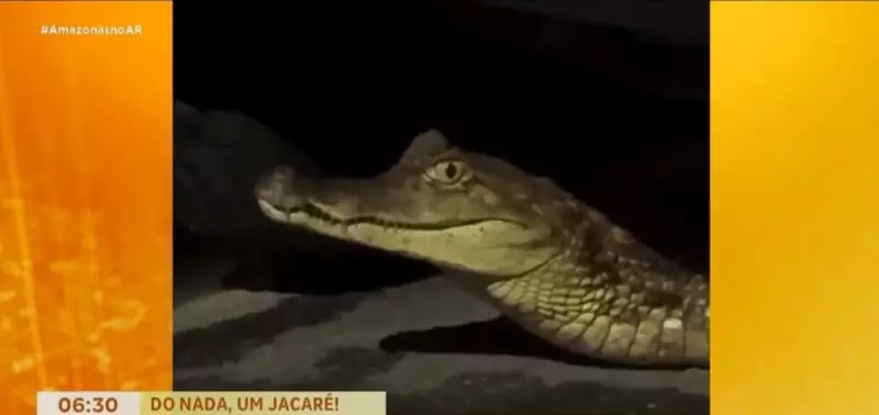 Jacaré é resgatado após circular por rua de Manaus durante a madrugada