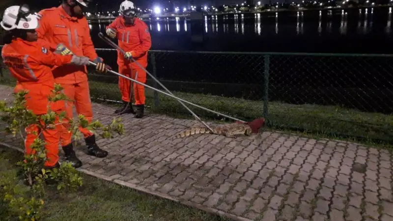 Jacaré é resgatado por bombeiros em Feira de Santana: veja o vídeo impressionante!