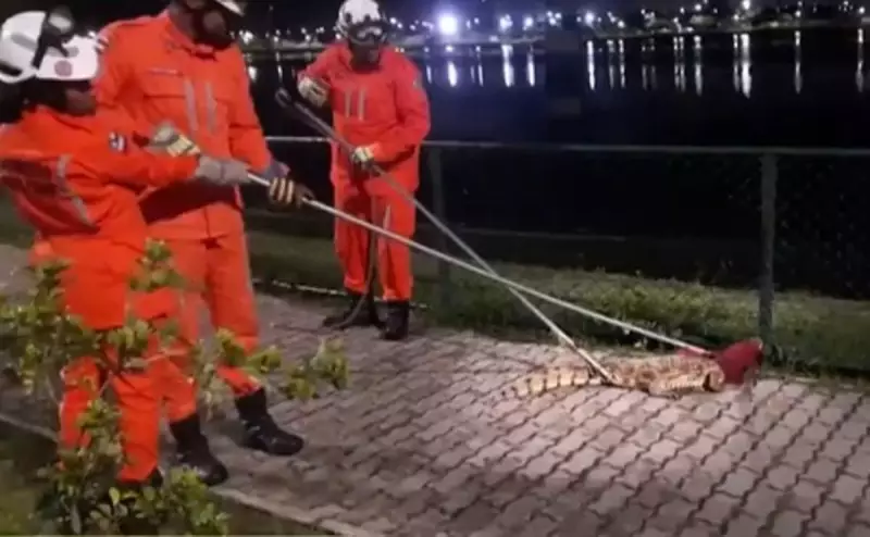 Jacarés invadem Feira de Santana: resgates inusitados agitam a cidade