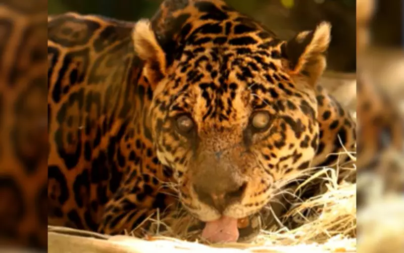 Jaguar de 25 anos morre em instituto de conservação em Goiás: uma perda para a biodiversidade