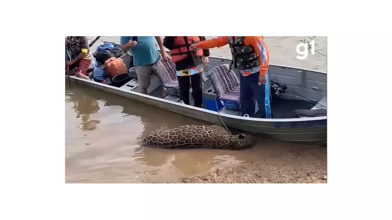 Jaguar é encontrada morta às margens de rio em MT no Dia Mundial do Meio Ambiente