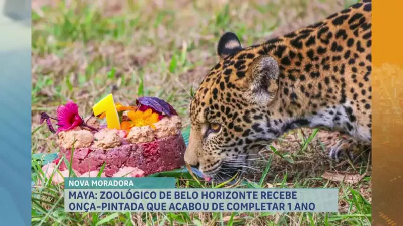 Jaguar Maya completa 1 ano e é a nova estrela do Zoológico de Belo Horizonte