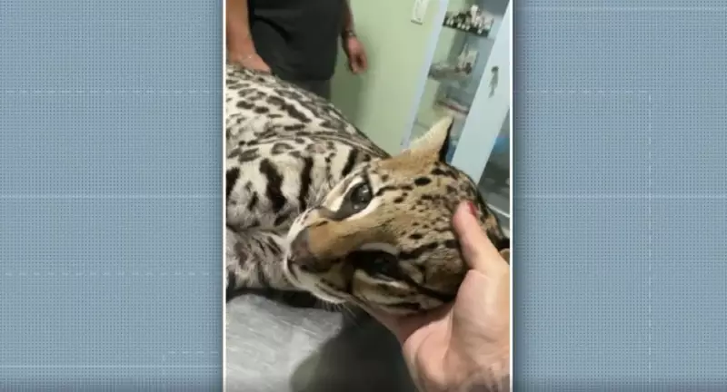 Jaguatirica é atropelada e morre em rodovia de Amparo: tragédia ambiental choca região