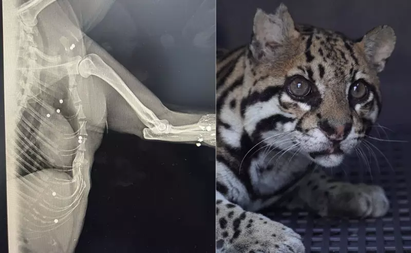 Jaguatirica sobrevive a 30 tiros e retorna à natureza no RJ: uma história de superação