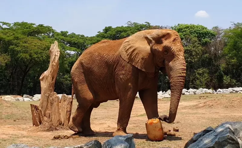 Jamba, o elefante mais querido de BH, morre aos 29 anos no zoológico