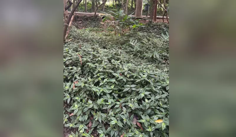 Jardins de Chuva transformam ponto de alagamento em área de paisagismo em Itu