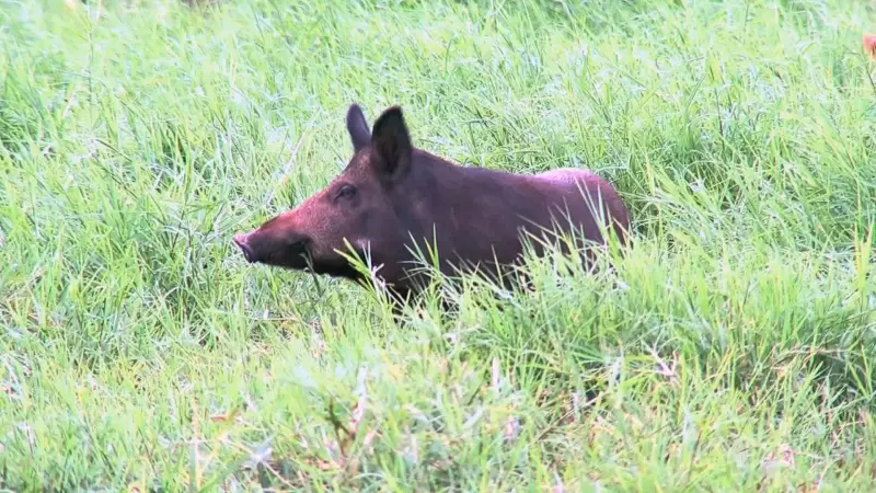 Javaporcos ameaçam biodiversidade da Serra do Cipó em Minas Gerais: o que está sendo feito?