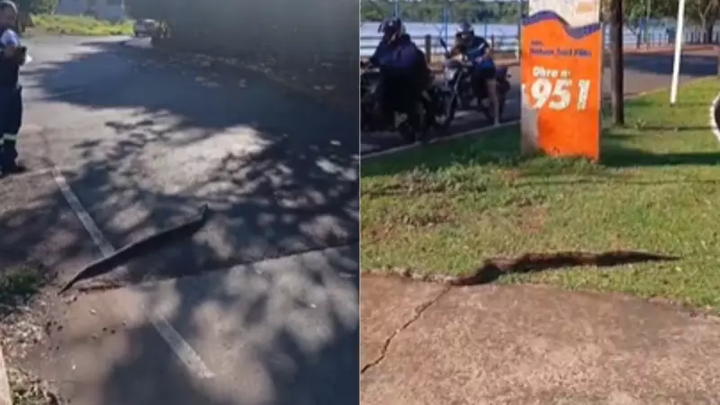 Jiboia atravessa rua na faixa de pedestres e para o trânsito em Campo Grande; vídeo impressiona!