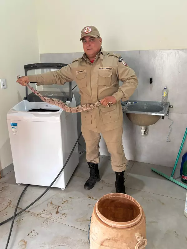 Jiboia de 2 metros invade máquina de lavar para fugir do frio em MT; entenda o comportamento do animal