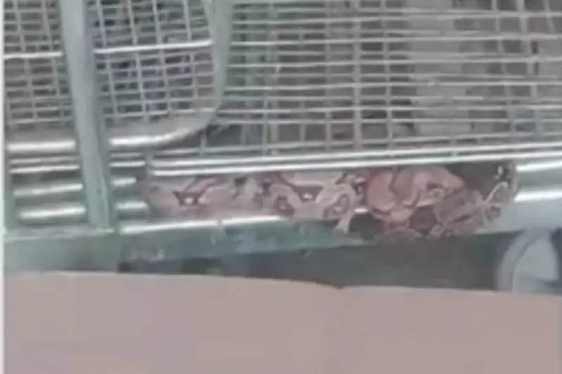 Jiboia faz compras e é resgatada enrolada em carrinho de supermercado em MS
