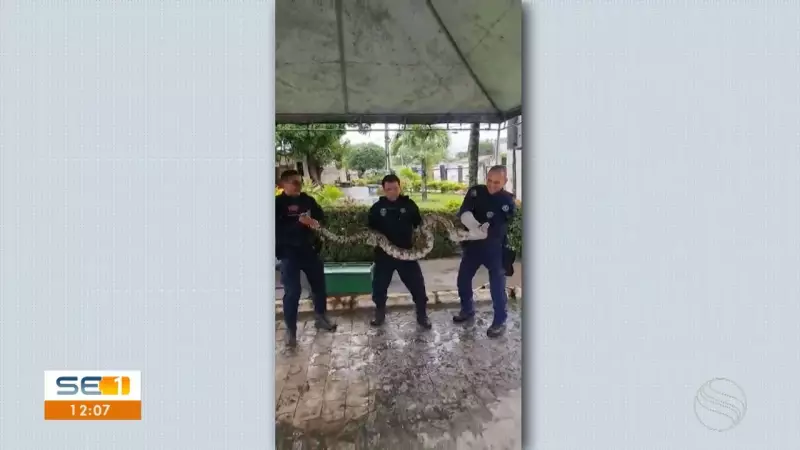 Jiboia gigante de mais de 3 metros é resgatada em Nossa Senhora do Socorro, SE