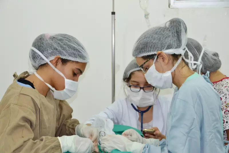 João Pessoa oferece 500 vagas para castração gratuita de animais: saiba como agendar