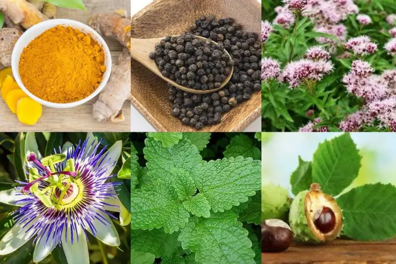 Juiz de Fora passa a oferecer medicamentos naturais e fitoterápicos pelo SUS