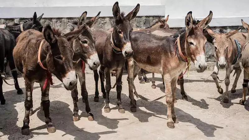 Jumento brasileiro em risco de extinção até 2030 devido à exportação para a China, alerta pesquisador