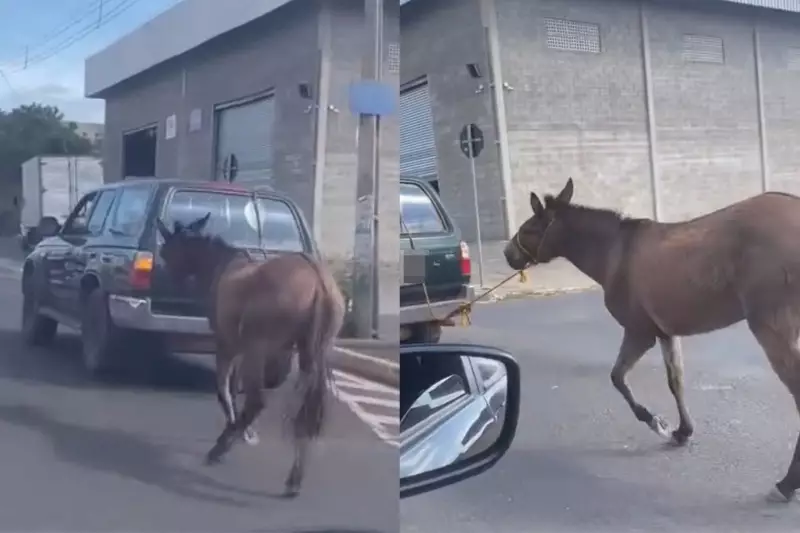 Jumento é arrastado por carro em Teresina: vídeo choca e gera revolta nas redes