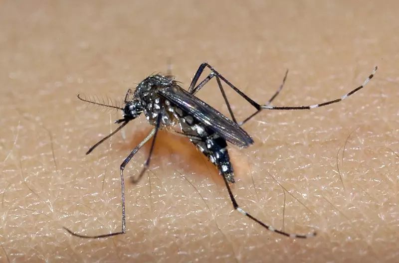 Jundiaí registra primeiro caso de chikungunya em 2025: saiba os sintomas e como se prevenir