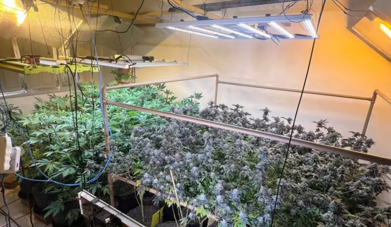 Laboratório de maconha é descoberto em canil na Serra: veja detalhes da operação policial