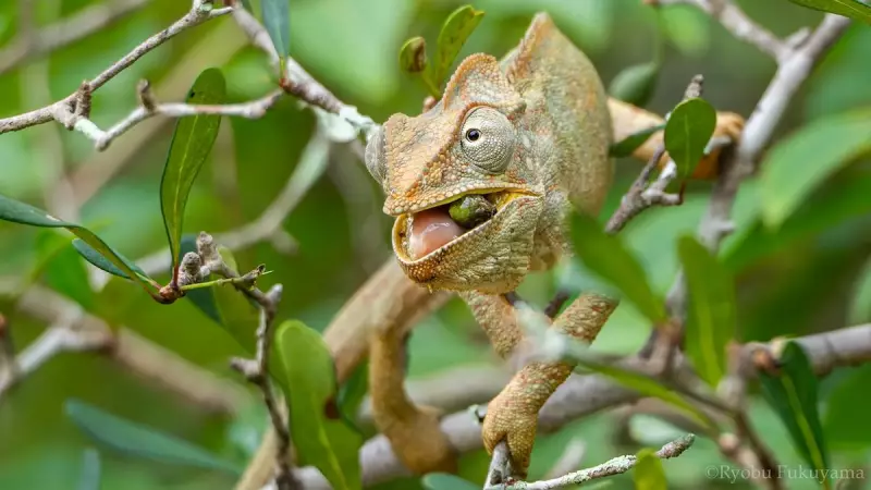Lagartos podem ser a chave para salvar Madagascar do colapso ambiental, dizem cientistas